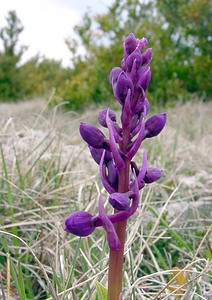 Orchis mascula (Orchidaceae)  - Orchis mâle - Early-purple Orchid Aveyron [France] 19/04/2003 - 790m