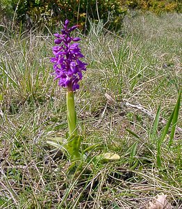 Orchis mascula (Orchidaceae)  - Orchis mâle - Early-purple Orchid Herault [France] 22/04/2003 - 740m