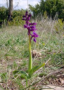 Orchis mascula (Orchidaceae)  - Orchis mâle - Early-purple Orchid Herault [France] 22/04/2003 - 740m