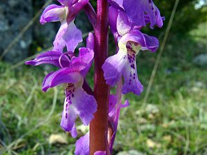 Orchis mascula (Orchidaceae)  - Orchis mâle - Early-purple Orchid Herault [France] 22/04/2003 - 740m