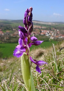 Orchis mascula (Orchidaceae)  - Orchis mâle - Early-purple Orchid Pas-de-Calais [France] 05/04/2003 - 90m