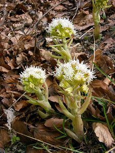 Petasites albus (Asteraceae)  - Pétasite blanc - White Butterbur Lozere [France] 15/04/2003 - 1450m