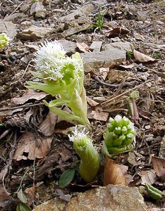 Petasites albus (Asteraceae)  - Pétasite blanc - White Butterbur Lozere [France] 15/04/2003 - 1450m