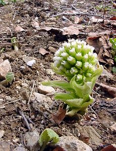 Petasites albus (Asteraceae)  - Pétasite blanc - White Butterbur Lozere [France] 15/04/2003 - 1450m