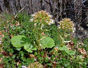 Petasites albus (Asteraceae)  - Pétasite blanc - White Butterbur Lozere [France] 23/04/2003 - 1450m