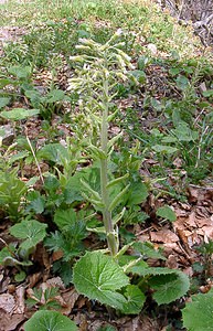 Petasites albus (Asteraceae)  - Pétasite blanc - White Butterbur Lozere [France] 23/04/2003 - 1450m