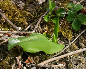 Platanthera chlorantha (Orchidaceae)  - Platanthère à fleurs verdâtres, Orchis vert, Orchis verdâtre, Plalatanthère des montagnes, Platanthère verdâtre - Greater Butterfly-orchid Pas-de-Calais [France] 05/04/2003 - 150m