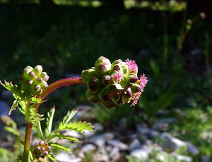 Poterium sanguisorba (Rosaceae)  - Petite sanguisorbe, Petite pimprenelle Gard [France] 22/04/2003 - 610m