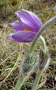 Pulsatilla vulgaris (Ranunculaceae)  - Pulsatille commune, Anémone pulsatille - Pasqueflower Lozere [France] 14/04/2003 - 880m