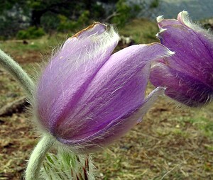 Pulsatilla vulgaris (Ranunculaceae)  - Pulsatille commune, Anémone pulsatille - Pasqueflower Lozere [France] 14/04/2003 - 880m