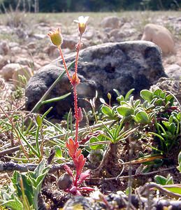 Saxifraga tridactylites (Saxifragaceae)  - Saxifrage à trois doigts, Petite saxifrage - Rue-leaved Saxifrage Herault [France] 22/04/2003 - 740m