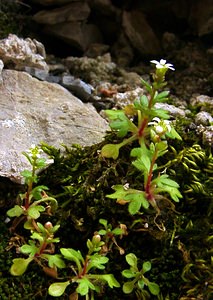 Saxifraga tridactylites (Saxifragaceae)  - Saxifrage à trois doigts, Petite saxifrage - Rue-leaved Saxifrage Lozere [France] 14/04/2003 - 460m