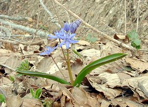 Scilla bifolia (Asparagaceae)  - Scille à deux feuilles, Étoile bleue - Alpine Squill Lozere [France] 15/04/2003 - 1450m