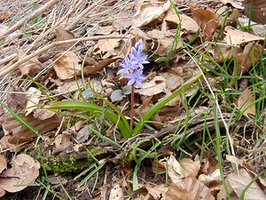 Scilla bifolia (Asparagaceae)  - Scille à deux feuilles, Étoile bleue - Alpine Squill Lozere [France] 15/04/2003 - 1450m