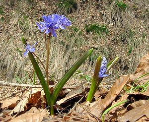 Scilla bifolia (Asparagaceae)  - Scille à deux feuilles, Étoile bleue - Alpine Squill Lozere [France] 23/04/2003 - 1450m