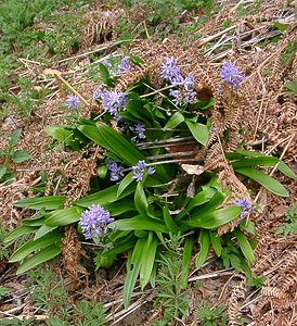 Tractema lilio-hyacinthus (Asparagaceae)  - Scille lis-jacinthe Cantal [France] 25/04/2003 - 900m