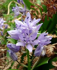 Tractema lilio-hyacinthus (Asparagaceae)  - Scille lis-jacinthe Cantal [France] 25/04/2003 - 900m