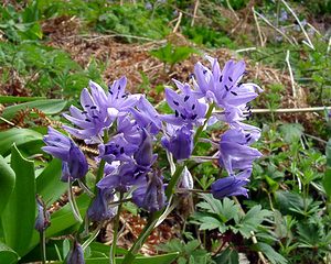 Tractema lilio-hyacinthus (Asparagaceae)  - Scille lis-jacinthe Cantal [France] 25/04/2003 - 900m