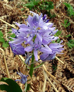 Tractema lilio-hyacinthus (Asparagaceae)  - Scille lis-jacinthe Cantal [France] 25/04/2003 - 900m