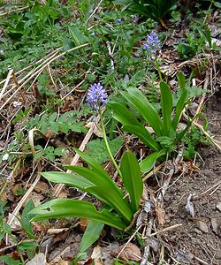 Tractema lilio-hyacinthus (Asparagaceae)  - Scille lis-jacinthe Cantal [France] 25/04/2003 - 900m