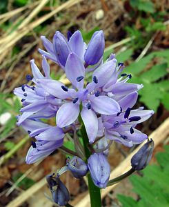 Tractema lilio-hyacinthus (Asparagaceae)  - Scille lis-jacinthe Cantal [France] 25/04/2003 - 900m