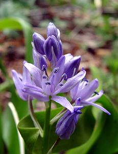 Tractema lilio-hyacinthus (Asparagaceae)  - Scille lis-jacinthe Cantal [France] 25/04/2003 - 900m