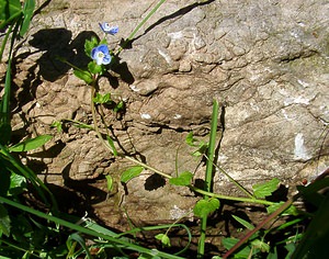 Veronica persica (Plantaginaceae)  - Véronique de Perse - Common Field-speedwell Gard [France] 22/04/2003 - 610m