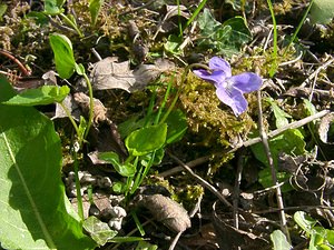 Viola odorata (Violaceae)  - Violette odorante - Sweet Violet Pas-de-Calais [France] 05/04/2003 - 150m