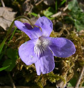 Viola odorata (Violaceae)  - Violette odorante - Sweet Violet Pas-de-Calais [France] 05/04/2003 - 150m