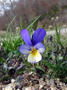 Viola tricolor (Violaceae)  - Violette tricolore, Pensée sauvage, Pensée tricolore - Wild Pansy Gard [France] 23/04/2003 - 1190m