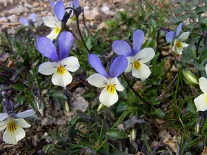 Viola tricolor (Violaceae)  - Violette tricolore, Pensée sauvage, Pensée tricolore - Wild Pansy Gard [France] 23/04/2003 - 1190m