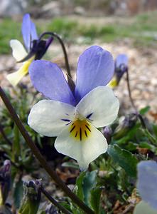 Viola tricolor (Violaceae)  - Violette tricolore, Pensée sauvage, Pensée tricolore - Wild Pansy Gard [France] 23/04/2003 - 1190m