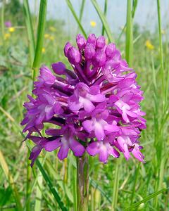 Anacamptis pyramidalis (Orchidaceae)  - Orchis pyramidal - Pyramidal Orchid Cote-d'Or [France] 31/05/2003 - 420m