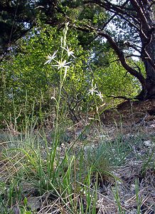 Anthericum liliago (Asparagaceae)  - Phalangère à fleurs de lis, Phalangère petit-lis, Bâton de Saint Joseph, Anthéricum à fleurs de Lis Cote-d'Or [France] 29/05/2003 - 230m