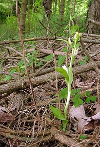 Cephalanthera damasonium (Orchidaceae)  - Céphalanthère à grandes fleurs, Céphalanthère pâle, Céphalanthère blanche, Elléborine blanche - White Helleborine Seine-Maritime [France] 10/05/2003 - 180m