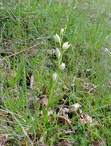 Cephalanthera damasonium (Orchidaceae)  - Céphalanthère à grandes fleurs, Céphalanthère pâle, Céphalanthère blanche, Elléborine blanche - White Helleborine Seine-Maritime [France] 10/05/2003 - 180m