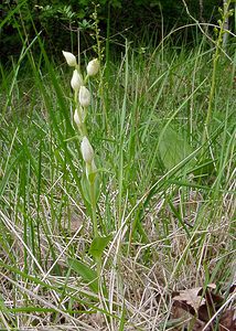 Cephalanthera damasonium (Orchidaceae)  - Céphalanthère à grandes fleurs, Céphalanthère pâle, Céphalanthère blanche, Elléborine blanche - White Helleborine Aisne [France] 25/05/2003 - 120m