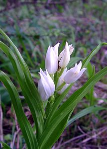 Cephalanthera longifolia (Orchidaceae)  - Céphalanthère à feuilles longues, Céphalanthère à longues feuilles, Céphalanthère à feuilles en épée - Narrow-leaved Helleborine Seine-Maritime [France] 10/05/2003 - 180m