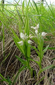 Cephalanthera longifolia (Orchidaceae)  - Céphalanthère à feuilles longues, Céphalanthère à longues feuilles, Céphalanthère à feuilles en épée - Narrow-leaved Helleborine Seine-Maritime [France] 10/05/2003 - 180m