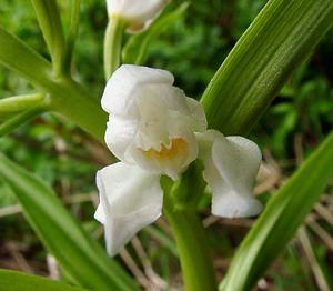 Cephalanthera longifolia (Orchidaceae)  - Céphalanthère à feuilles longues, Céphalanthère à longues feuilles, Céphalanthère à feuilles en épée - Narrow-leaved Helleborine Seine-Maritime [France] 10/05/2003 - 180m