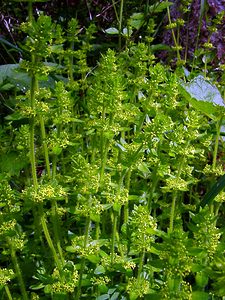 Cruciata laevipes (Rubiaceae)  - Croisette commune, Gaillet croisette - Crosswort Aisne [France] 01/05/2003 - 130m