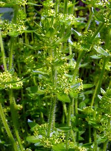 Cruciata laevipes (Rubiaceae)  - Croisette commune, Gaillet croisette - Crosswort Aisne [France] 01/05/2003 - 130m