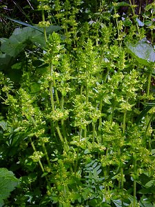 Cruciata laevipes (Rubiaceae)  - Croisette commune, Gaillet croisette - Crosswort Aisne [France] 01/05/2003 - 130m