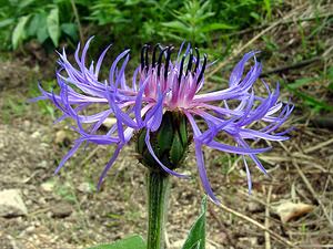 Cyanus montanus (Asteraceae)  - Bleuet des montagnes, Centaurée des montagnes - Perennial Cornflower Cote-d'Or [France] 29/05/2003 - 370m