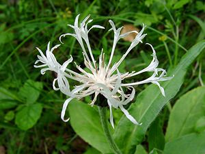 Cyanus montanus (Asteraceae)  - Bleuet des montagnes, Centaurée des montagnes - Perennial Cornflower Cote-d'Or [France] 30/05/2003 - 380mExemplaire albinos. plut?t rare?