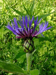 Cyanus montanus (Asteraceae)  - Bleuet des montagnes, Centaurée des montagnes - Perennial Cornflower Cote-d'Or [France] 30/05/2003 - 380m