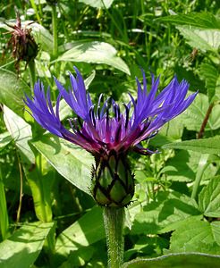 Cyanus montanus (Asteraceae)  - Bleuet des montagnes, Centaurée des montagnes - Perennial Cornflower Cote-d'Or [France] 30/05/2003 - 380m