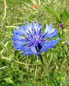 Cyanus segetum (Asteraceae)  - Bleuet des moissons, Bleuet, Barbeau - Cornflower Cote-d'Or [France] 30/05/2003 - 440m