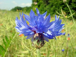 Cyanus segetum (Asteraceae)  - Bleuet des moissons, Bleuet, Barbeau - Cornflower Cote-d'Or [France] 30/05/2003 - 440m