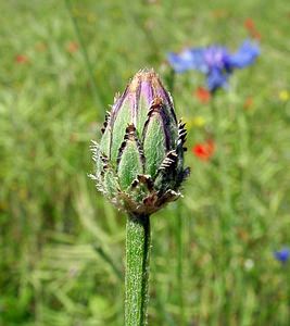 Cyanus segetum (Asteraceae)  - Bleuet des moissons, Bleuet, Barbeau - Cornflower Cote-d'Or [France] 30/05/2003 - 440m